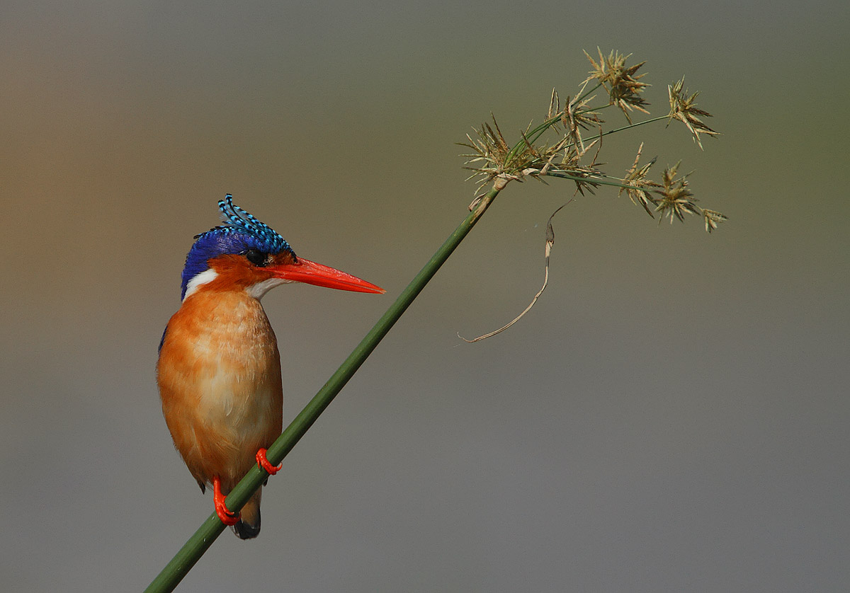 Malachite Kingfisher (Alcedo cristata)