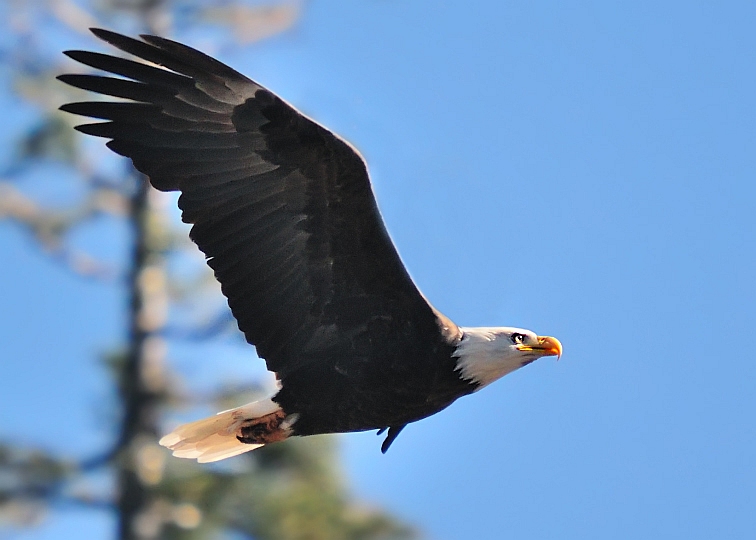 Bald Eagle