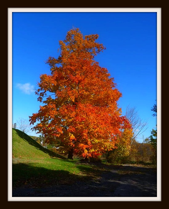 Glorious St. Croix Tree