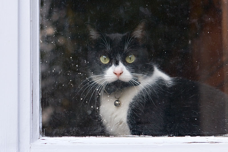 Watching the world go by