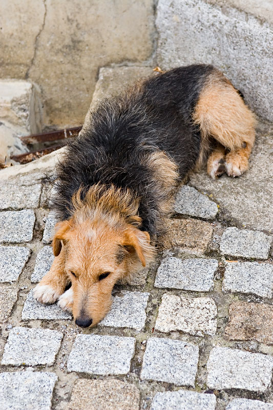 Minerve - local dog