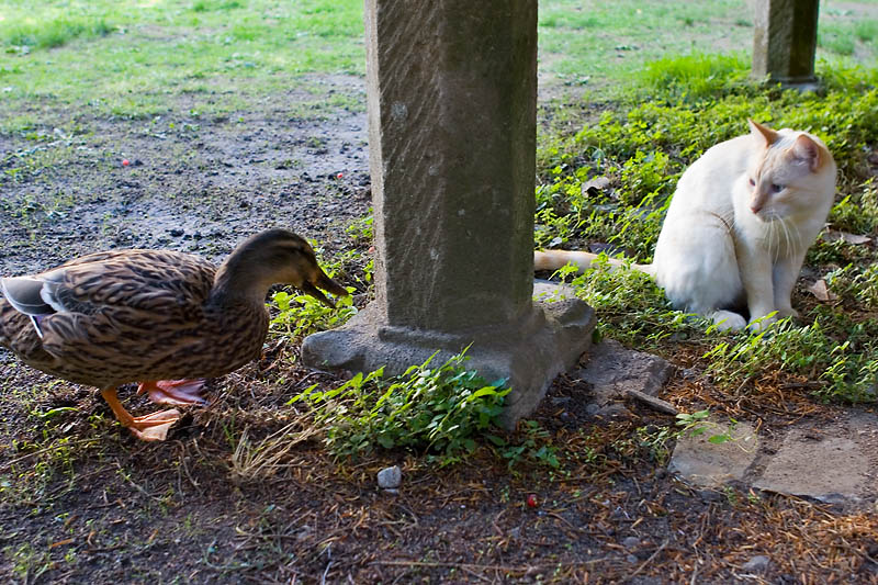 Quack!