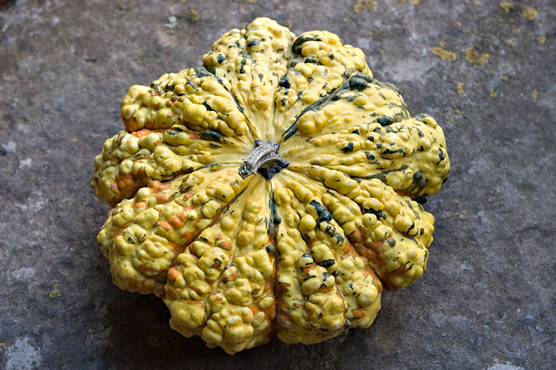 Gourd