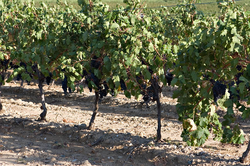 Grape vines