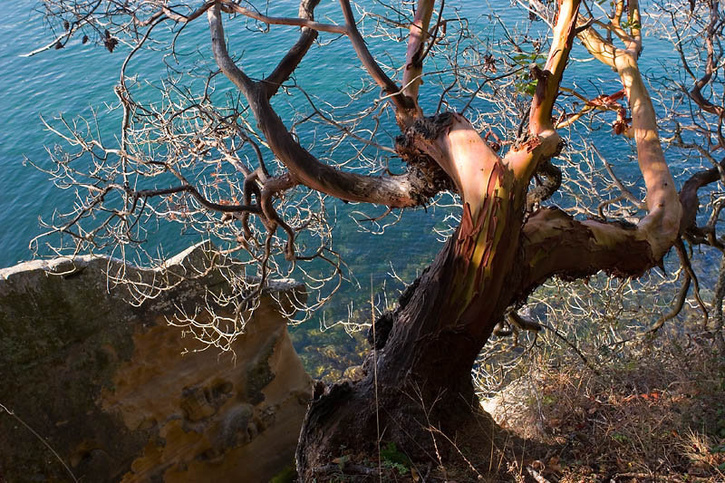 Madrone on Sucia Island