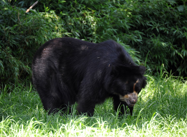 Spectacled Bear - Andean South America