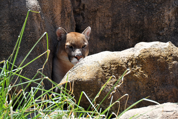 Mountain Lion (Puma, Cougar) - Americas