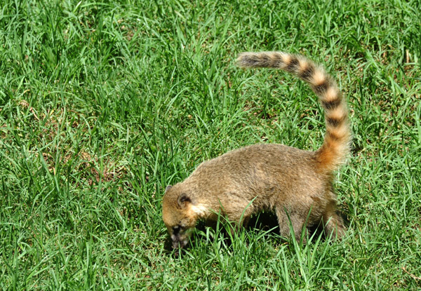 Ringtailed Coati - Central and South America