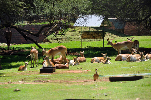 Red Lechwe - Johannesburg Zoo