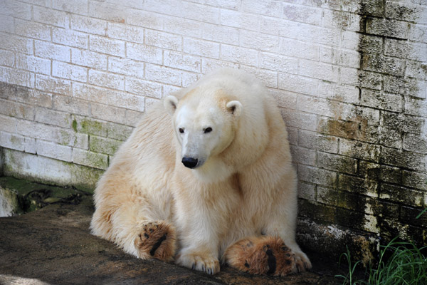 Polar Bear - Johannesburg Zoo