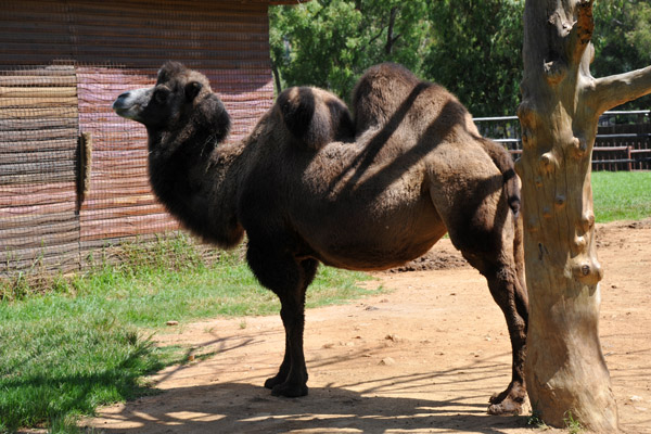 Bactrian Camel - Johannesburg Zoo