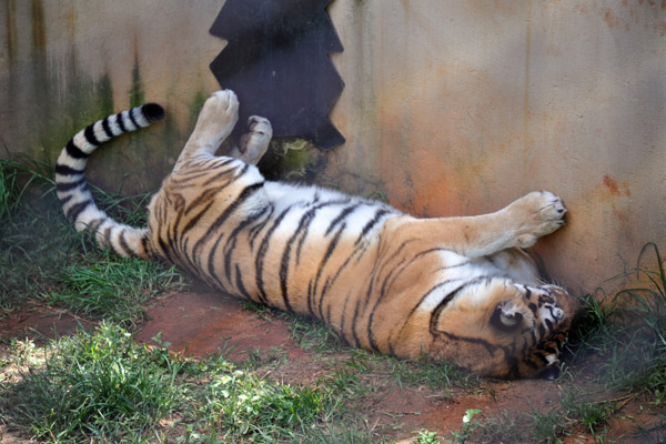 Tiger - Johannesburg Zoo