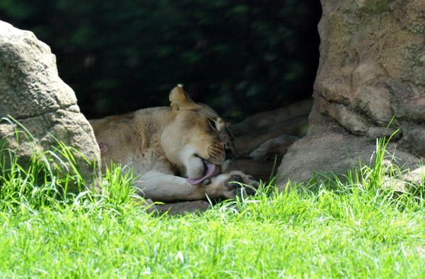 Lioness - Johannesburg Zoo