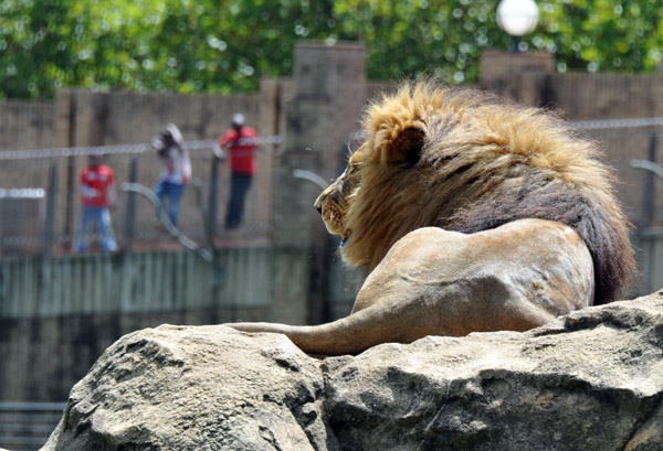 Big Male Lion on a rock - Johannesburg Zoo
