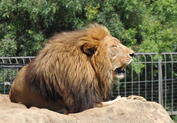 Big Male Lion posing, Johannesburg Zoo