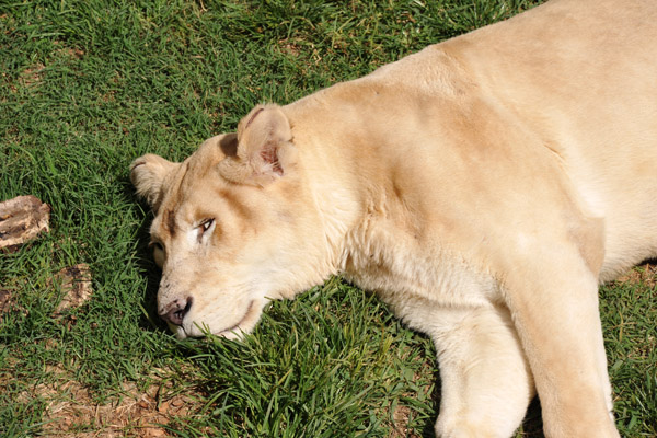 White Lioness - Johannesburg Zoo