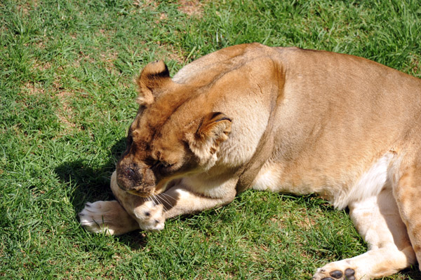 Lioness - Johannesburg Zoo