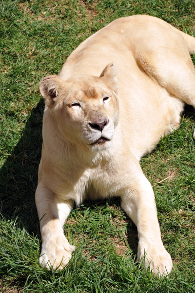 White Lioness - Johannesburg Zoo