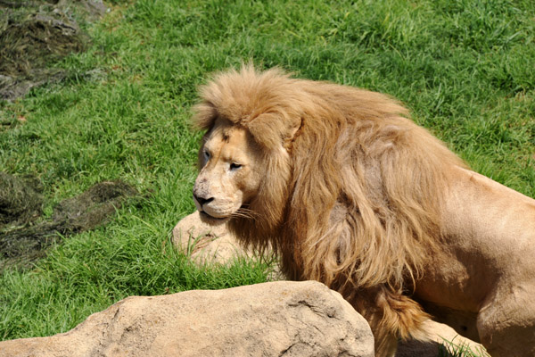 Lion - Johannesburg Zoo