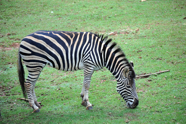 Zebra - Johannesburg Zoo