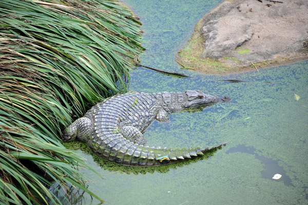 Crocodile - Johannesburg Zoo