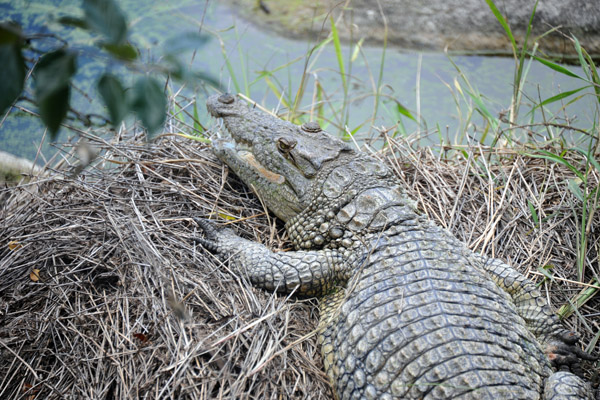 Crocodile - Johannesburg Zoo