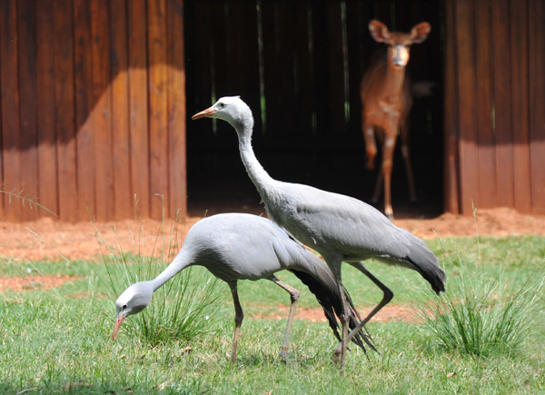 Blue Cranes - Johannesburg Zoo