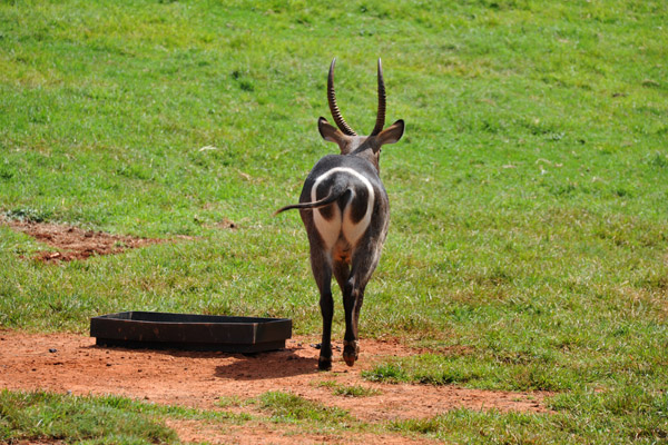 Waterbuck - Johannesburg Zoo