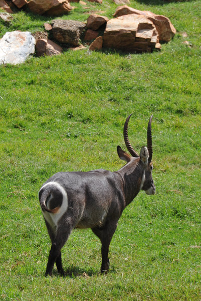 Waterbuck - Johannesburg Zoo