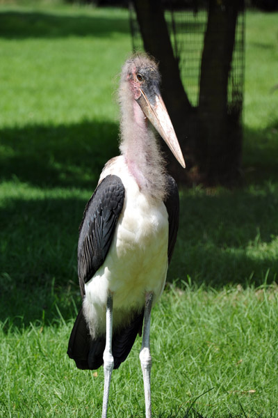 Maribu Stork - Johannesburg Zoo