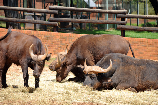 African Buffalo - Johannesburg Zoo
