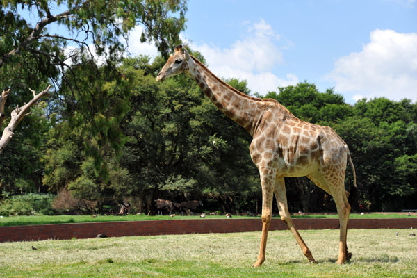 South African Giraffe - Johannesburg Zoo