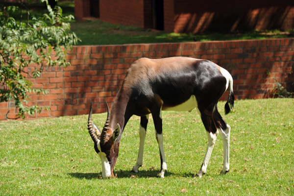 Bontebok - Johannesburg Zoo