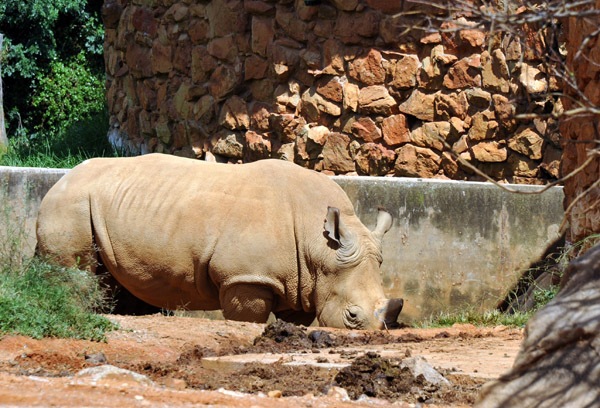 Rhino - Johannesburg Zoo