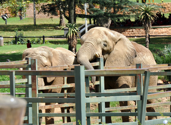 Elephants - Johannesburg Zoo