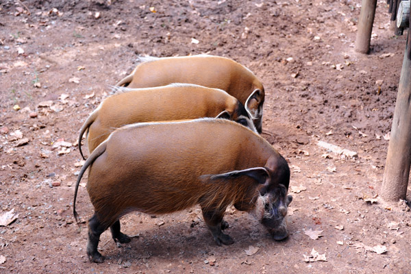 Red River Hogs - Johannesburg Zoo