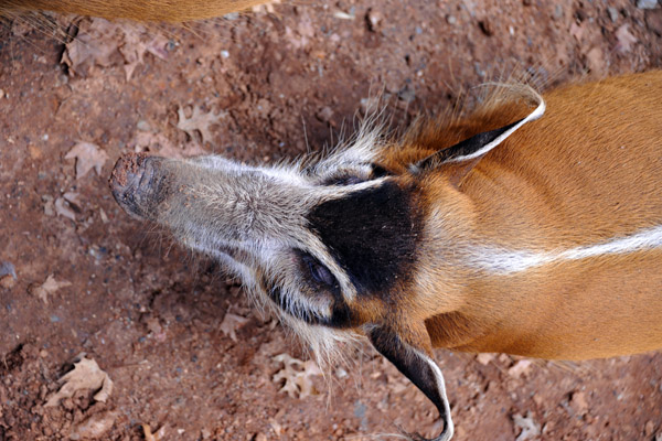 Red River Hog - Johannesburg Zoo