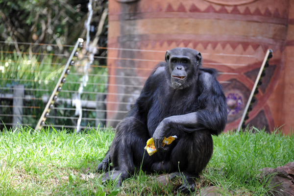 Poorly behaved school groups throw candy to the chimps