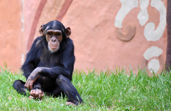 Young chimpanzee - Johannesburg Zoo