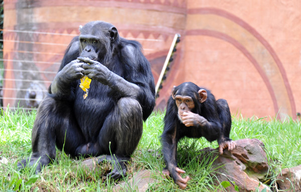 Large male chimp with a young one