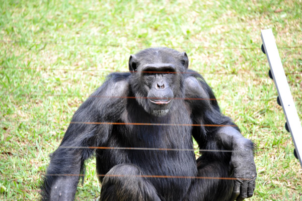 Chimpanzee - Johannesburg Zoo