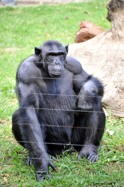 Chimpanzee - Johannesburg Zoo