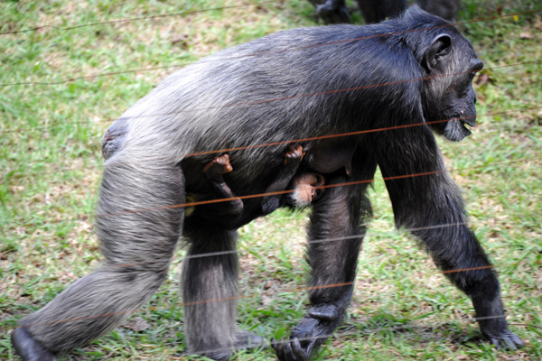 Mother chimpanzee with an infant clinging to her belly