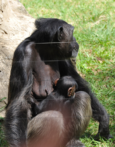 Mother Chimpanzee - Johannesburg Zoo