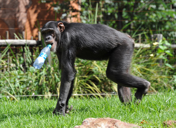 Chimp carrying a water bottle some kid through into the enclosure