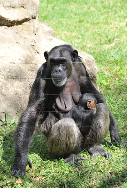 Mother Chimpanzee - Johannesburg Zoo