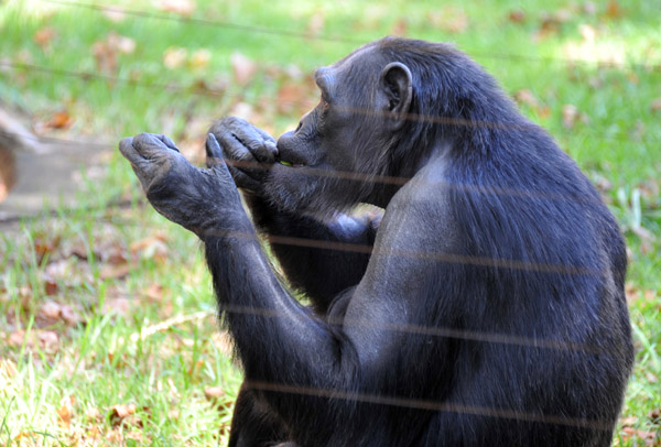 The chimps at the Johannesburg Zoo have learned to clap to get people to throw them things