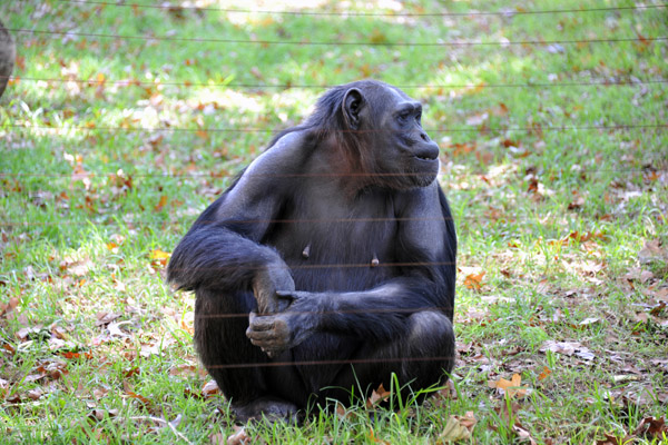 Mother Chimpanzee - Johannesburg Zoo