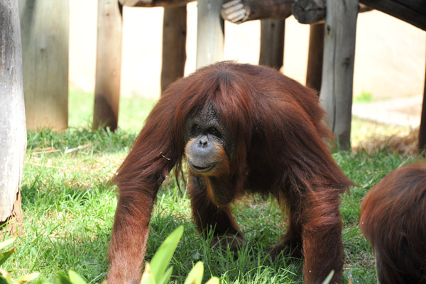 Orangutan  - Johannesburg Zoo