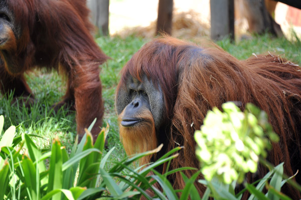 Orangutan  - Johannesburg Zoo